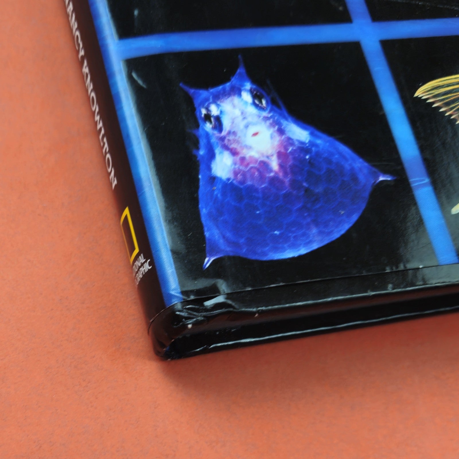 AMAZING JELLIES & NATIONAL GEOGRAPHIC CITIZENS OF THE SEA4